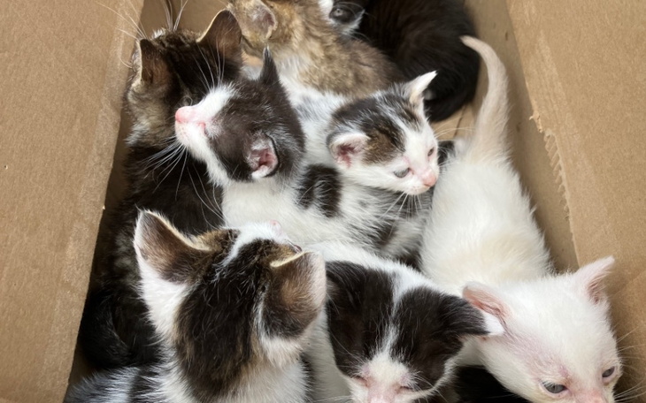 Zbiórka Małe kociaki potrzebują karmy - zdjęcie główne