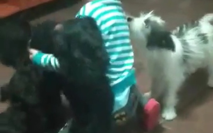 Zbiórka Pomoc dla rodziny z psami - zdjęcie główne