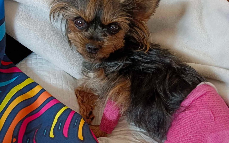 Zbiórka Leczenie Lili po wypadku - zdjęcie główne