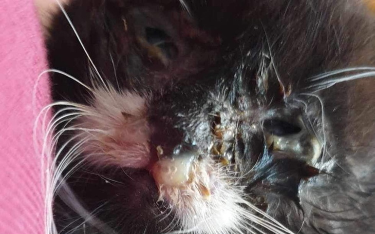 Zbiórka Ratowanie kotków - zdjęcie główne