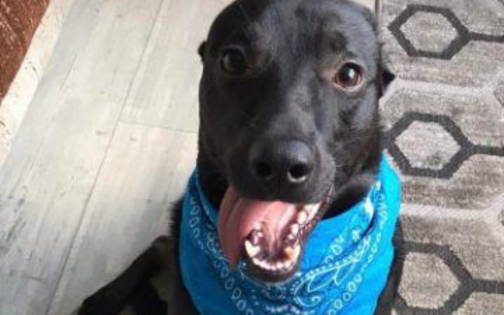 Zbiórka Hotel dla Jano - zdjęcie główne