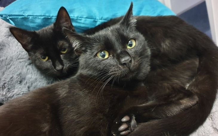 Zbiórka Negra i Grubcio chcą wyzdrowieć - zdjęcie główne