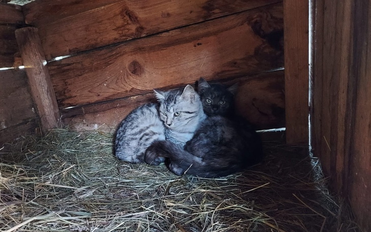 Zbiórka Na szczepienie i robaki - zdjęcie główne