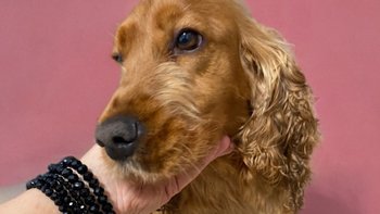 Zbiórka Cocer spanielka Elja z podejrzeniem ropomacicy - miniaturka zdjęcia