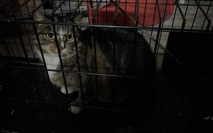 Kot siedzący w klatce, z wyrazem smutku.