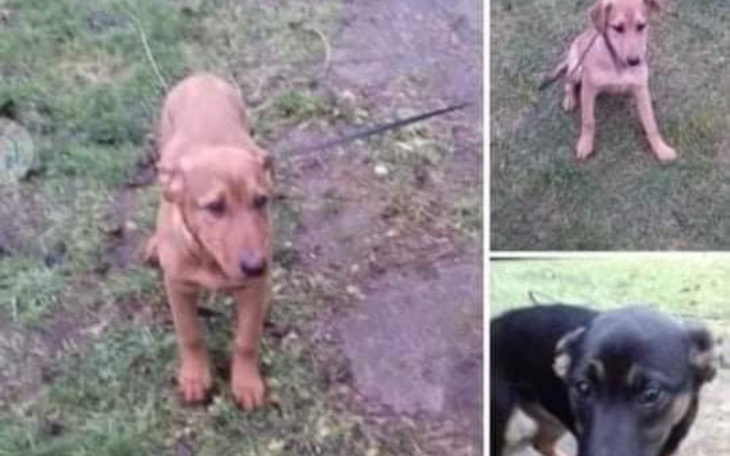 Zbiórka ...Na lepsze jutro... - zdjęcie główne