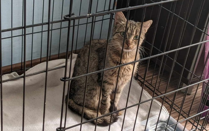 Zbiórka Stella-nadzieja umiera ostatnia - zdjęcie główne