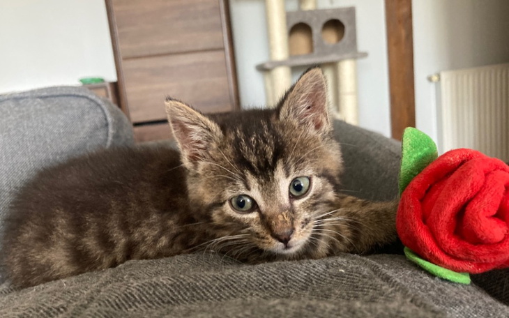 Zbiórka Utrzymanie kociąt - zdjęcie główne