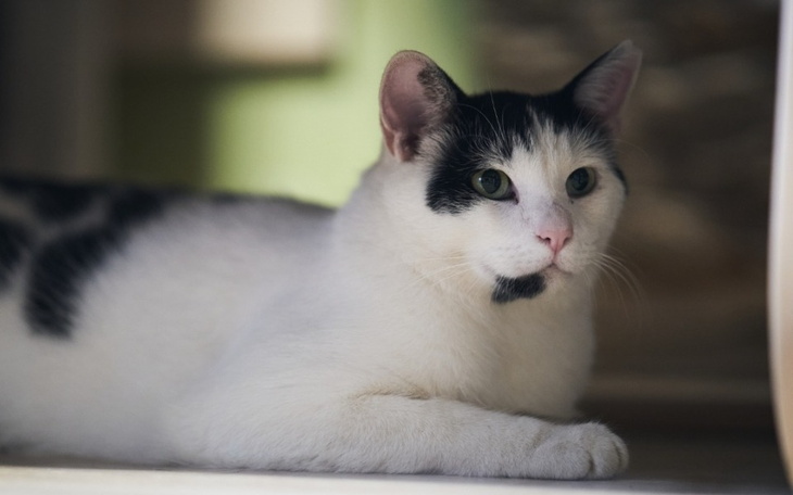 Kot leżący w cieniu, z wyraźnymi zielonymi oczami.