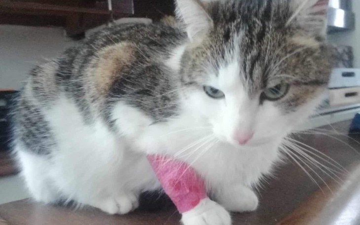 Zbiórka Tigra walczy o życie. POMÓŻCIE - zdjęcie główne