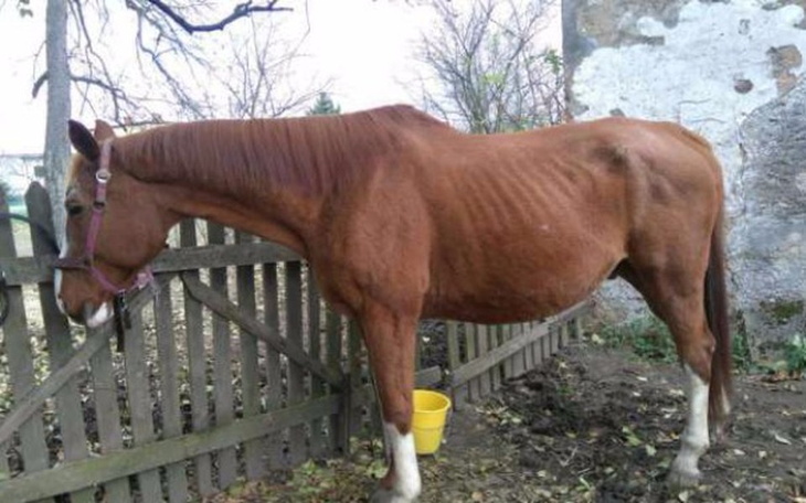 Zbiórka Kasztanek chce żyć! - zdjęcie główne