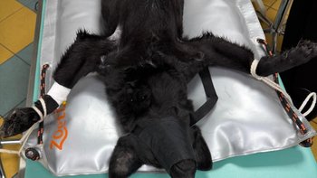 Zbiórka Sterylizacja - Pomoc❗cel 500zł🙏 - miniaturka zdjęcia