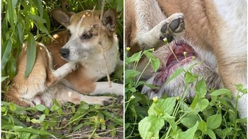 Zbiórka Pies z flakami na wierzchu - miniaturka zdjęcia