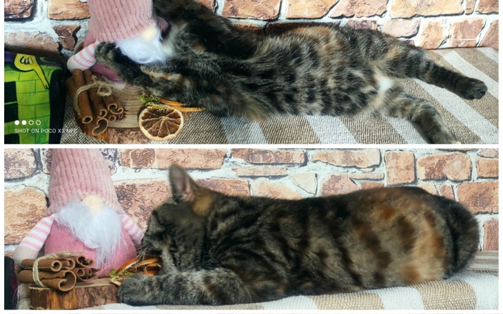 Zbiórka Świąteczne wsparcie kociaków - zdjęcie główne