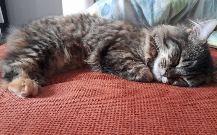 Zbiórka Operacja małego kota - zdjęcie główne