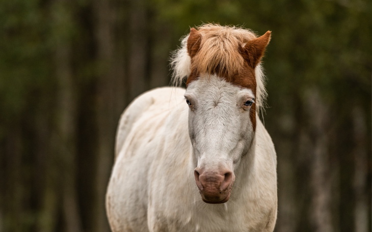 Biały koń z brązową grzywą w lesie.