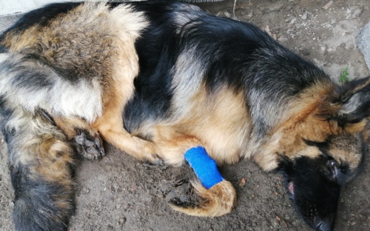 Zbiórka Zbiórka na leczenie chorego Aczi - zdjęcie główne