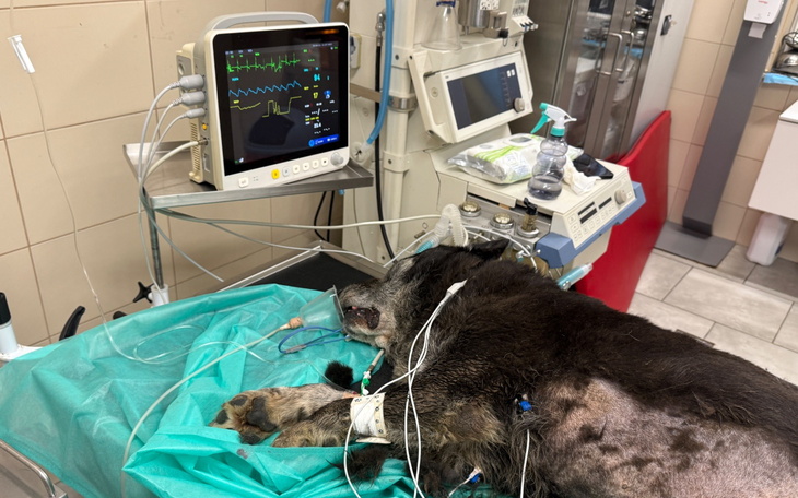 Pies na stole operacyjnym z monitorami medycznymi.