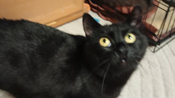 Zbiórka Mamba prosi o pomoc - miniaturka zdjęcia