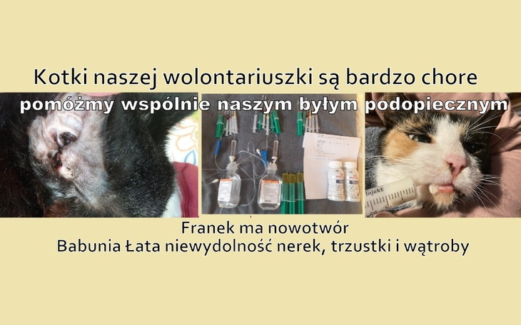 Zbiórka Łata i Franek zachorowali POMOCY - zdjęcie główne