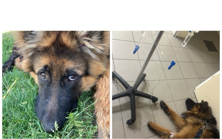 Zbiórka Leczenie parwowirozy Maxa - zdjęcie główne