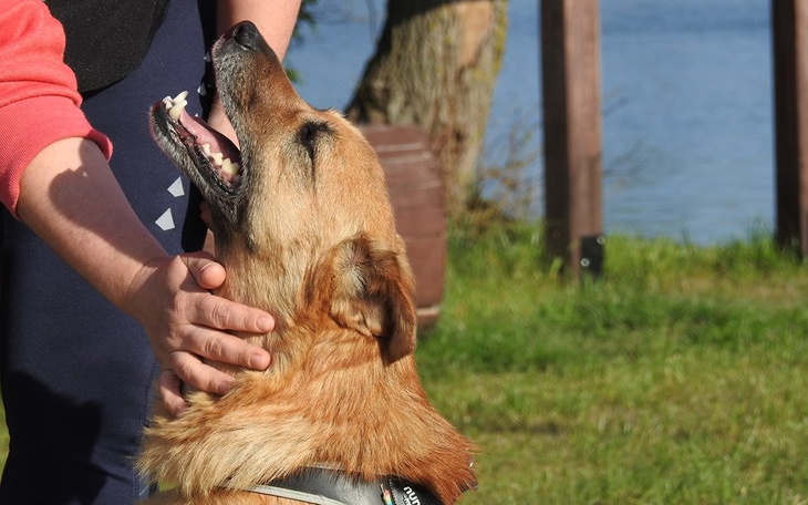 Pies cieszy się z pieszczot, w tle woda i zieleń.