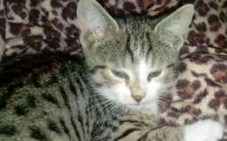 Zbiórka Wpłać 5ka na naszego zwierzaka - zdjęcie główne