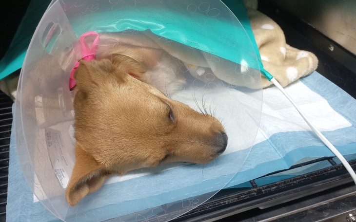 Zbiórka Tosia walczy o życie. - zdjęcie główne