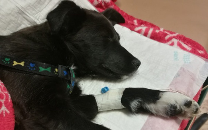 Zbiórka Pomóż Coffee odzyskać sprawność - zdjęcie główne