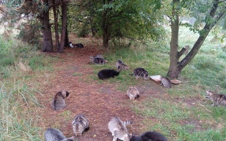 Zbiórka UWAGA Koty też jedzą - zdjęcie główne