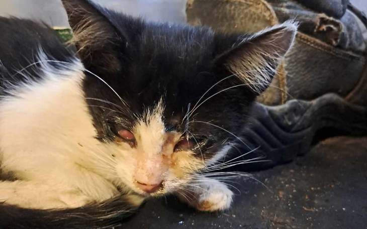 Zbiórka Wyrzucone na ulice.. - zdjęcie główne