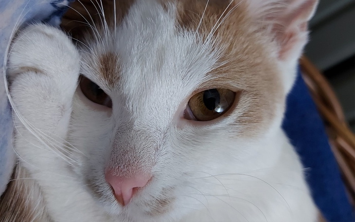 Zbiórka Zapalenie otrzewnej Biszkopcika - zdjęcie główne