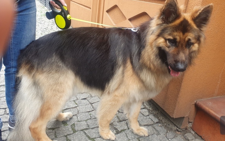 Pies rasy owczarek niemiecki na spacerze, z uśmiechem i wesołym wyglądem.