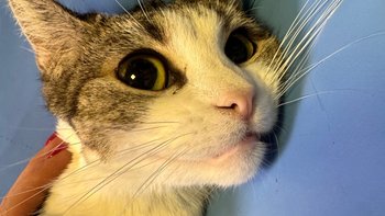 Zbiórka Xena - czy wygra ze śmiercią? - miniaturka zdjęcia