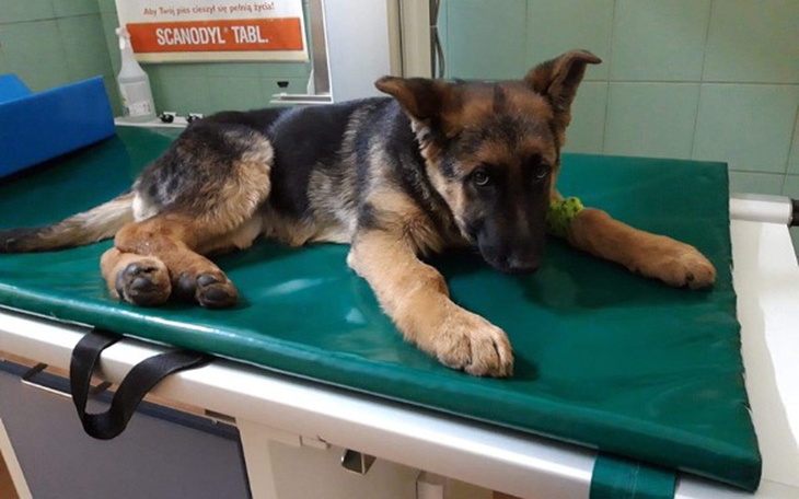 Zbiórka Leczenie polamanej Kraksy - zdjęcie główne