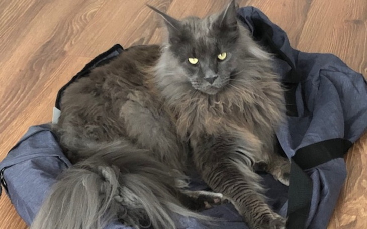 Zbiórka Szogun wymaga pilnej operacji - zdjęcie główne