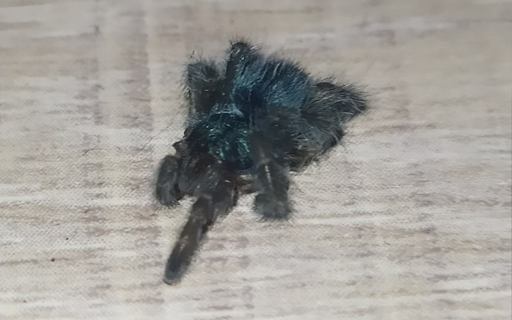 Zbiórka Na nowego ptasznika - zdjęcie główne