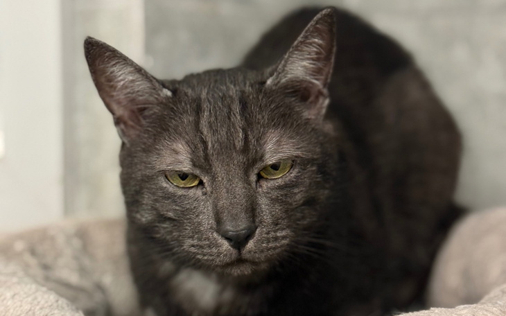 Szary kot odpoczywający w swoim legowisku.