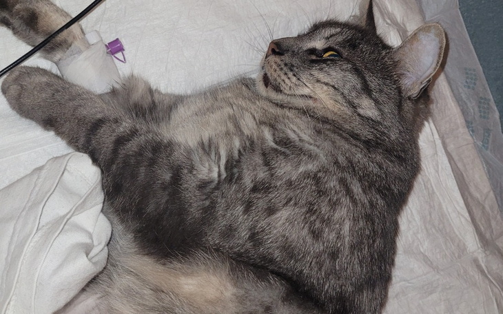 Zbiórka Kot potrącony przez auto - zdjęcie główne