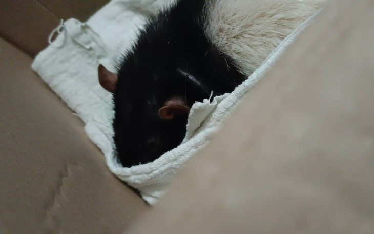 Zbiórka Leczenie szczurka - Kajtek - zdjęcie główne