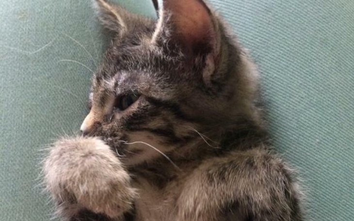 Zbiórka DT Matahari-weterynarz - zdjęcie główne