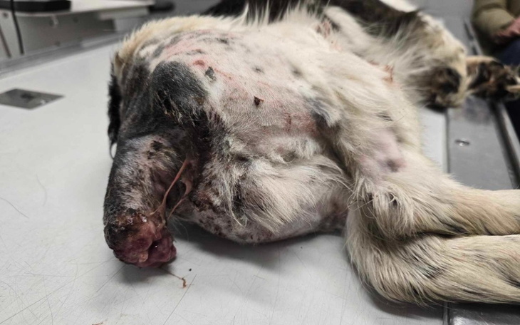 Zraniony pies leżący na stole, potrzebujący pomocy.