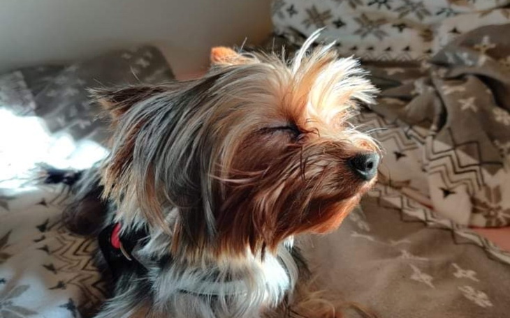 Zbiórka Kastracja chirurgiczna dla Mirka - zdjęcie główne