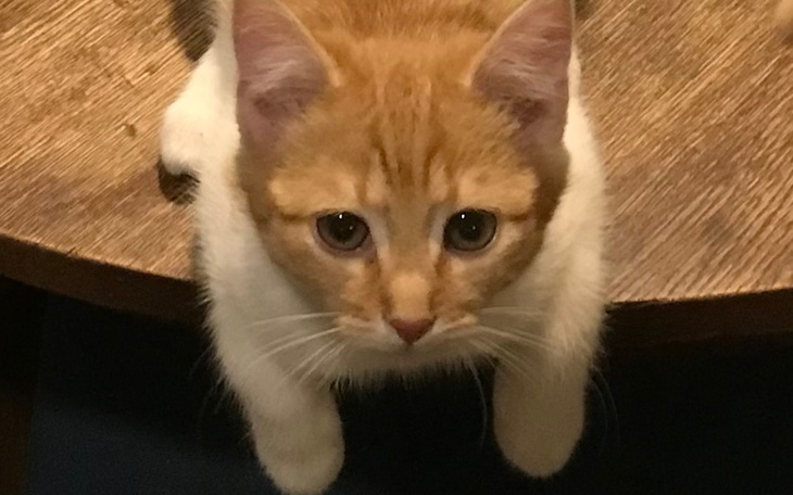 Zbiórka Zorza walczy z FIP - zdjęcie główne