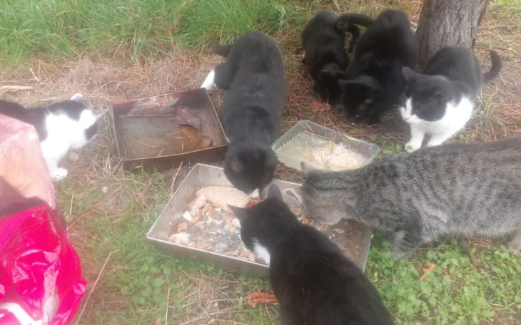 Zbiórka Na Żywność dla bezdomnych kotków - zdjęcie główne