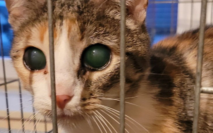 Kot z zielonymi oczami, patrzący przez kraty klatki.