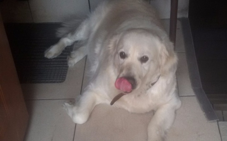 Zbiórka Sara jeszcze chce żyć - zdjęcie główne