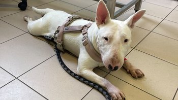 Zbiórka 💔 ROXY POTRZEBUJE NASZEJ POMOCY. I to bardzo! - miniaturka zdjęcia
