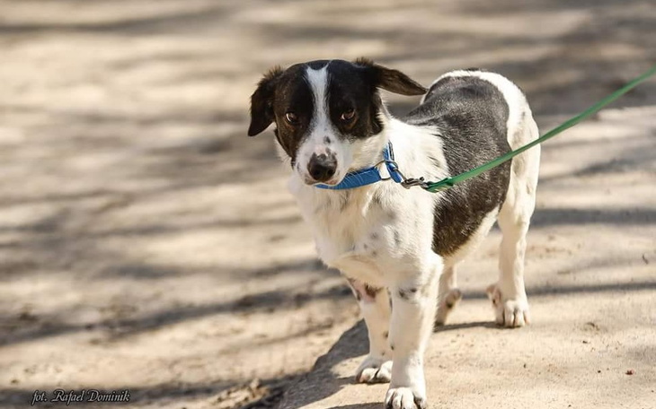 Zbiórka Schronisko dla zwierzat pomagam - zdjęcie główne