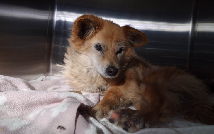 Zbiórka Uratujmy umierającą Śnieżkę - zdjęcie główne